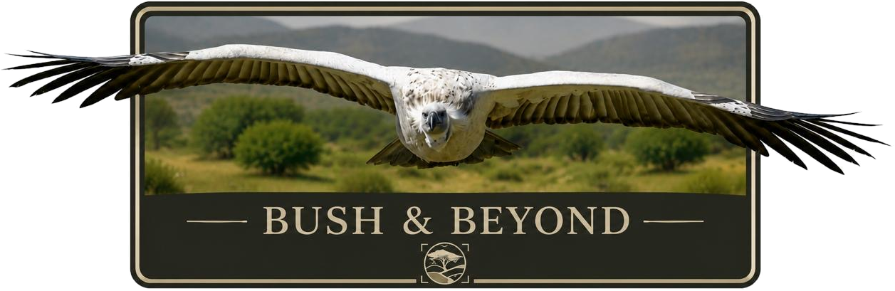 BUSH & BEYOND — Vulture in Flight (Rect)