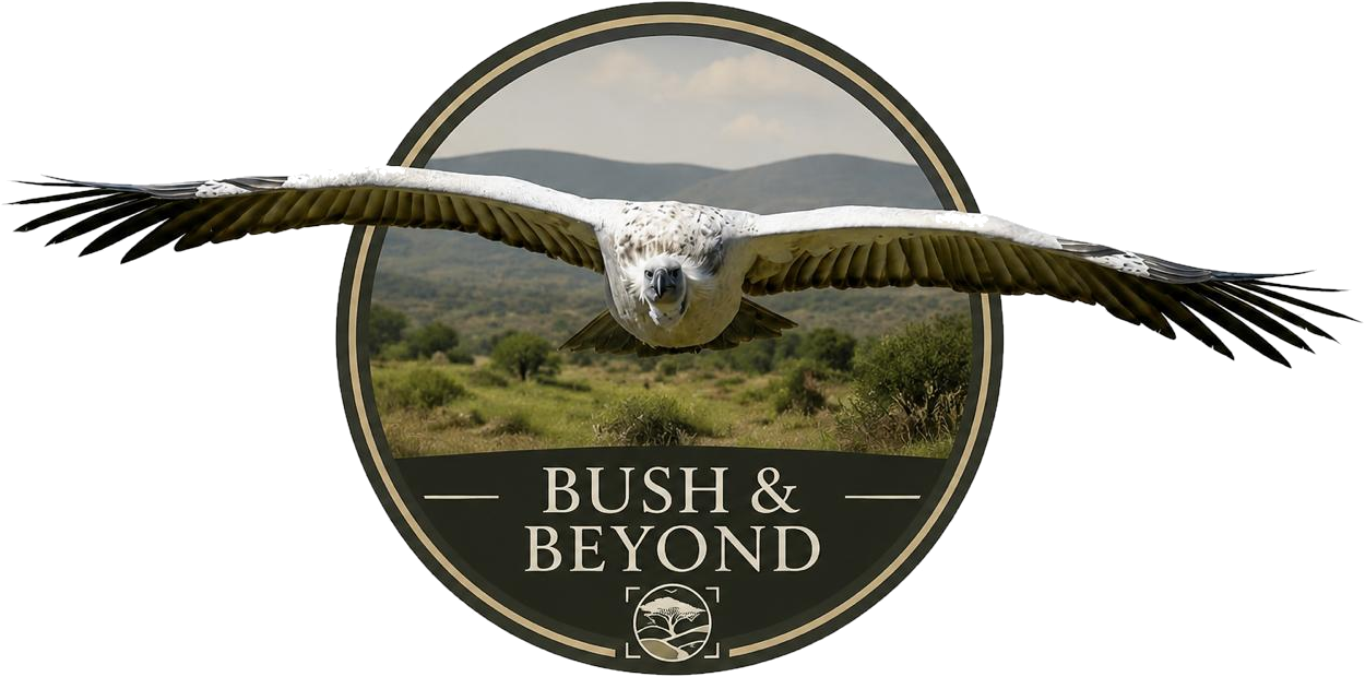 BUSH & BEYOND — Vulture in Flight (Circle)
